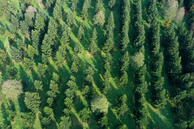 Weißtannen-Samenplantage aus der Vogelperspektive