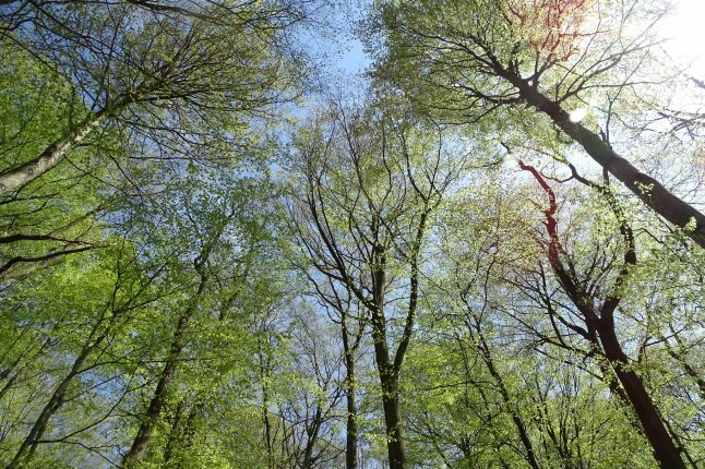 Buchen mit frischem hellgrünen Laub von unten in die Kronen fotografiert