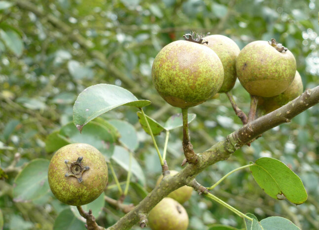 kleine grüne Früchte am Zweig einer Wildbirne