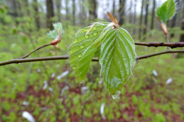 Frisch ausgetriebenes hellgrünes Buchenblatt mit kleinen Wassertröpfchen