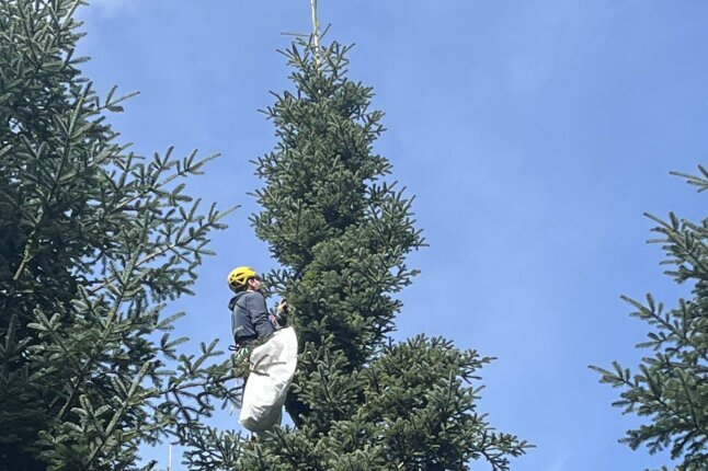 Ein Mann mit gelbem Helm und einem weißen Sack ist in der Baumkrone einer Weißtanne