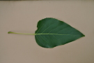 Pappelblatt Sorte Trichobel, Versuchsfläche Strass