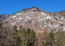 Traubeneichen-Bestand am Südhang des Fuderheubergs bei Bad Reichenhall