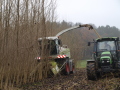 Eine Erntemaschine fährt auf einem Pappelfeld neben einem Traktor mit Anhänger