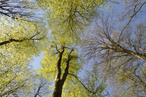 Blick in die Baumkronen von unterschiedlich weit ausgetriebenen Laubbäumen