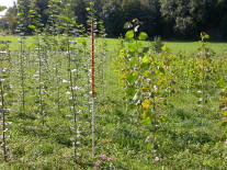 Energiewald_Sortenunterschied