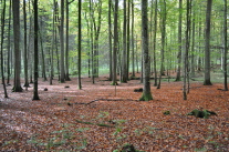 viele gerade Stämme stehen in einem Wald, der Boden ist durch rotes Laub bedeckt