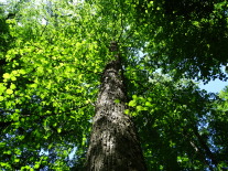 Baumhasel mit leuchtend grünen Blättern