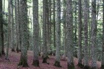 Weißtannen am Monte Gariglione_Geiger